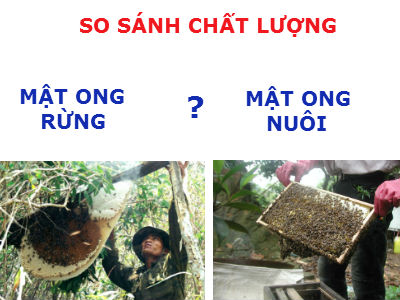 Cách phân biệt mật ong rừng tự nhiên Kon Ka Kinh và mật ong nuôi chính xác nhất